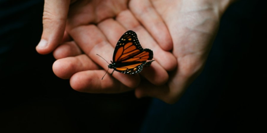 Hände halten vorsichtig einen Monarchfalter, schmal