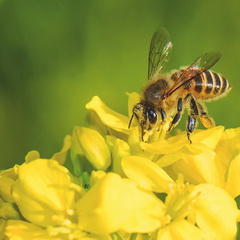 iStock-612480546_kojihirano