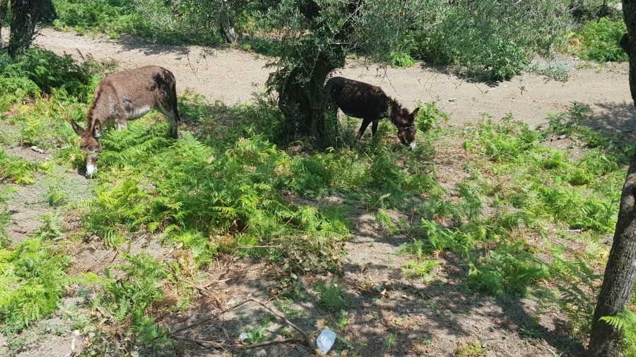 Ministrantenwallfahrt 2018