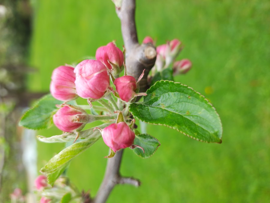 Bild Maiandacht 2021