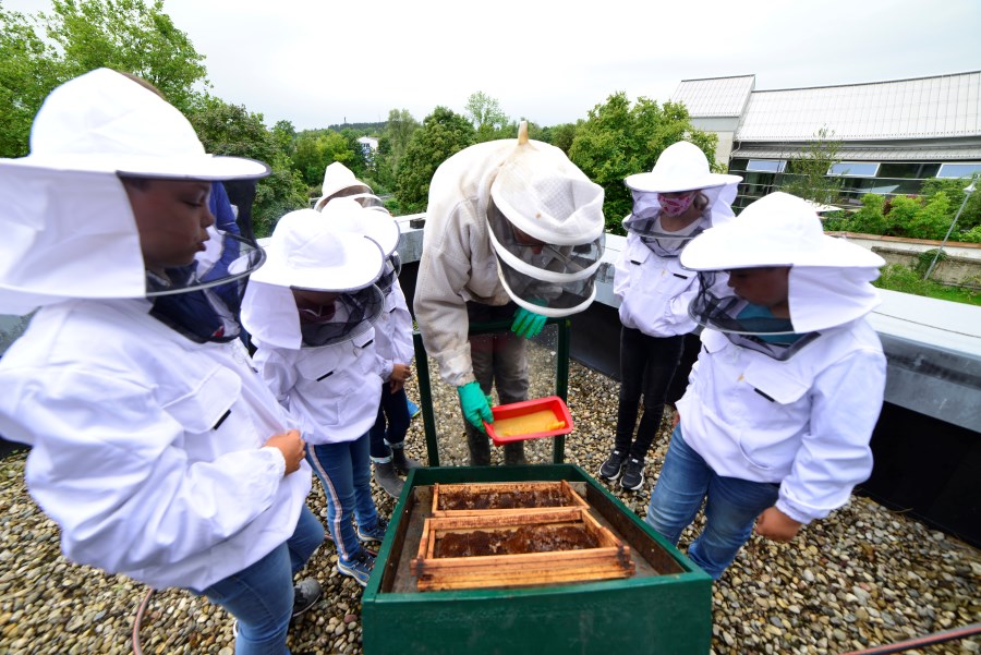 Pfarrer Schomer´s Bienen