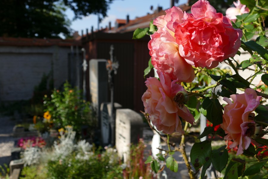 Rosen neben Grabsteinen
