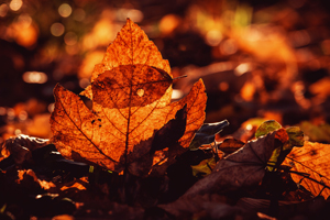 Braunes Herbstlaub