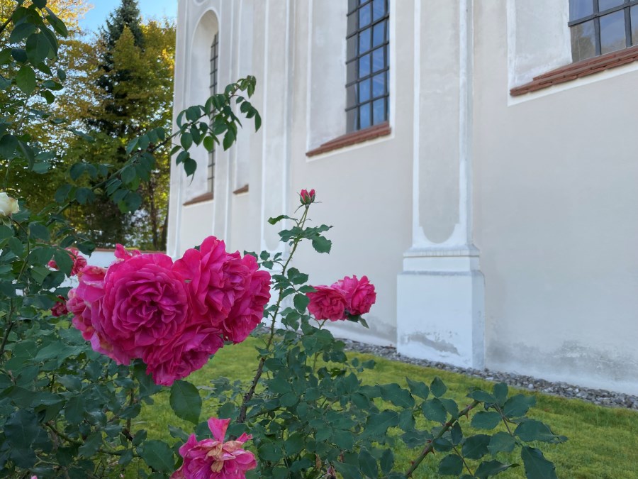 Rosen vor St. Nikolaus
