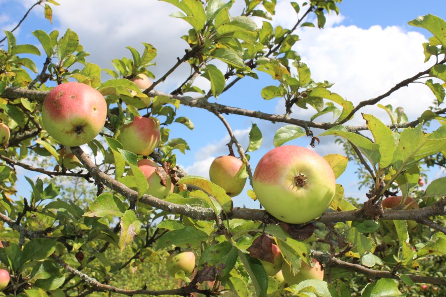Apfelbaum im Kreisobstlehrgarten St. Woflgang