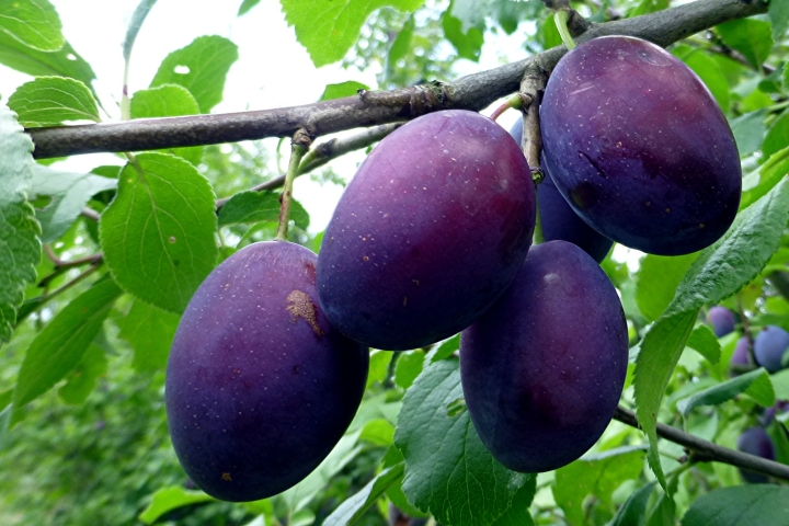 zwetschgen_03_by_friedbert_simon_pfarrbriefservice_klein