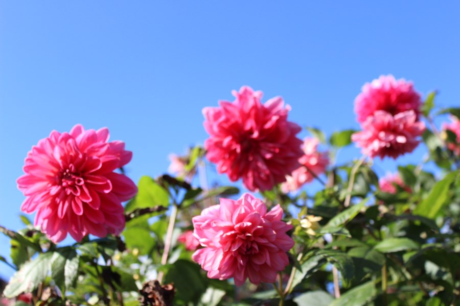 Dahlien