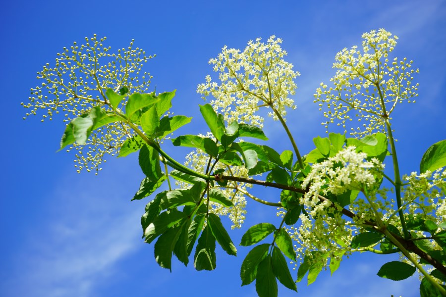 Holunderblüte