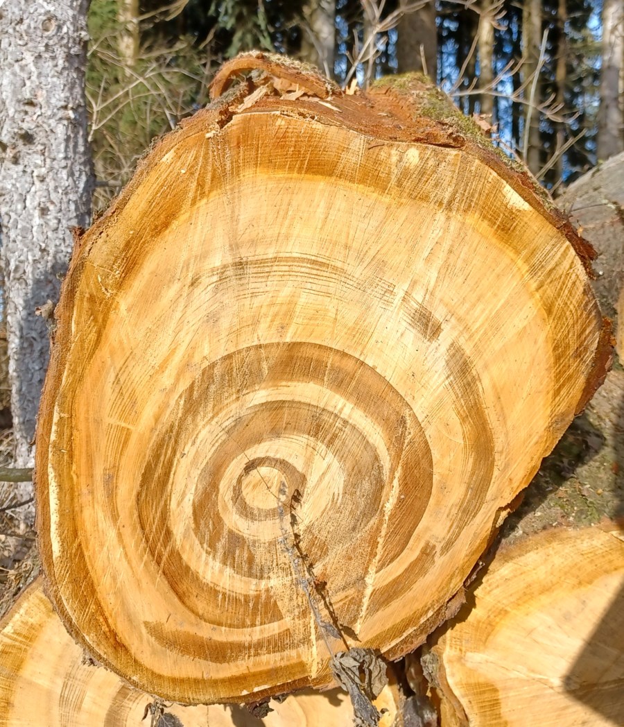 Angeschnittener Baum