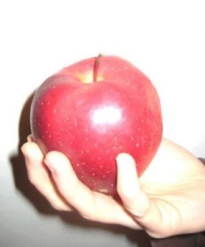 Apfel