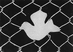 Die Taube des Friedensgebets