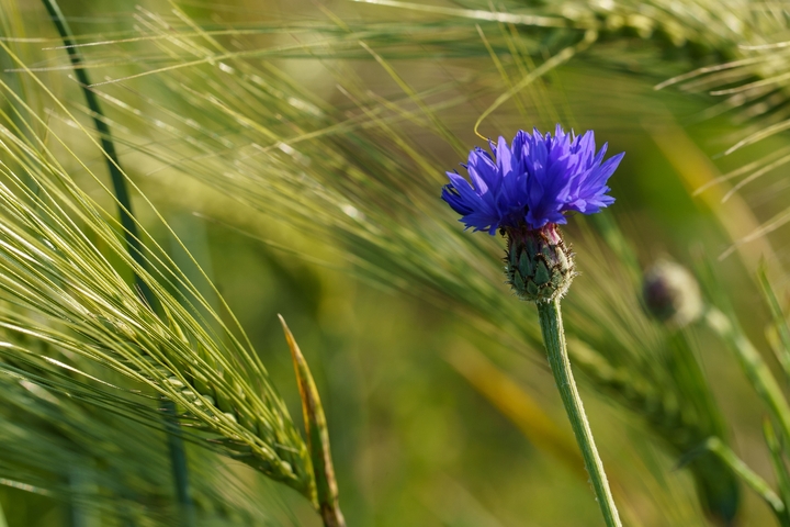 Kornblume