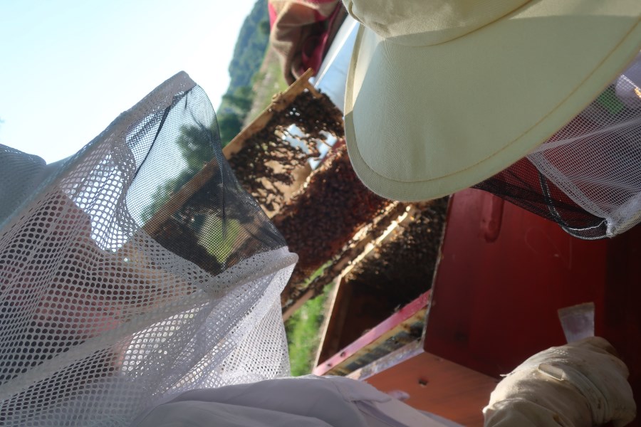 Die Bienen bauen fleißig neue Waben.