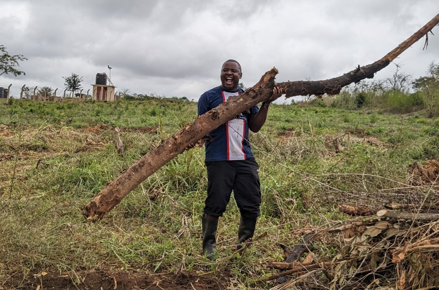 beim Roden eines neuen Grundstücks