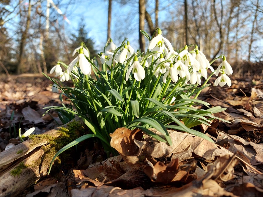 Schneeglöckchen