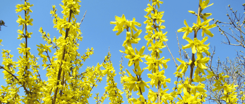 Forsytien im Frühling