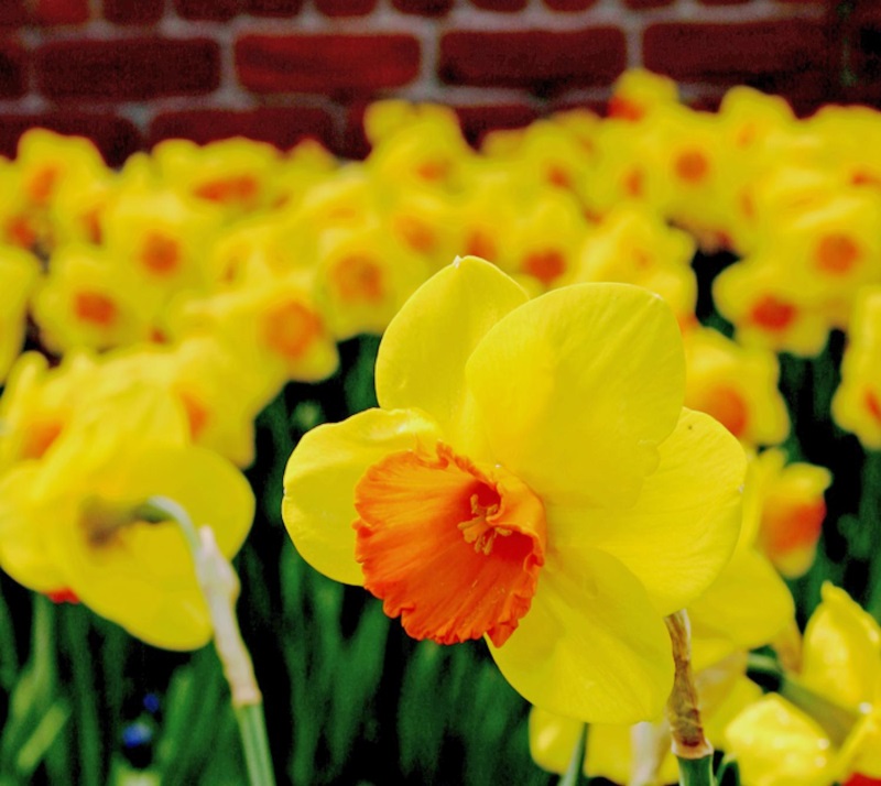 Osterglocken Blumen Blüten Frühling Gärten gelb Ostern