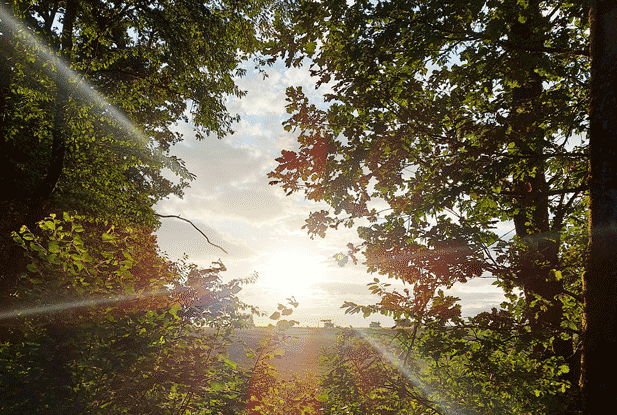 Sonne durchbricht das Laub