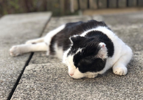 "Mietzi" Pfarrhauskatze