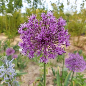 Blume aus der Landesgartenschau