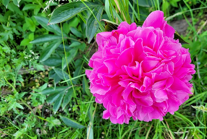 Pfingstrose in Babensham