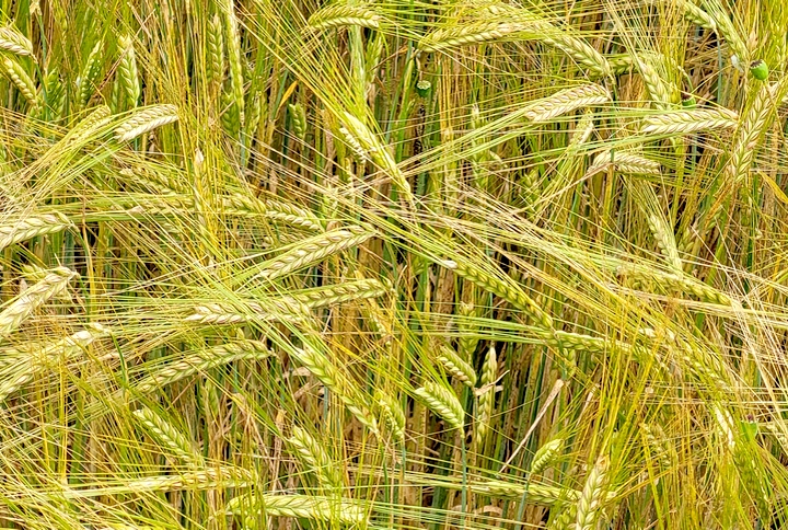 Kornfeld bei Babensham