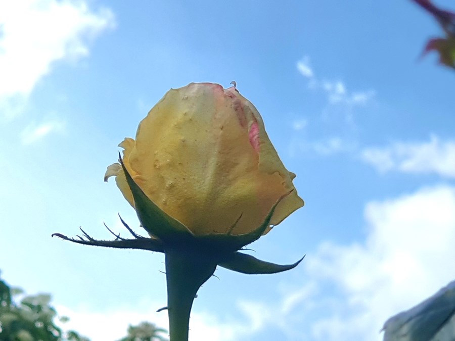 Bild einer sich der Sonne entgegenstreckenden gelben Rosenknospe, die im Aufgehen inbegriffen ist