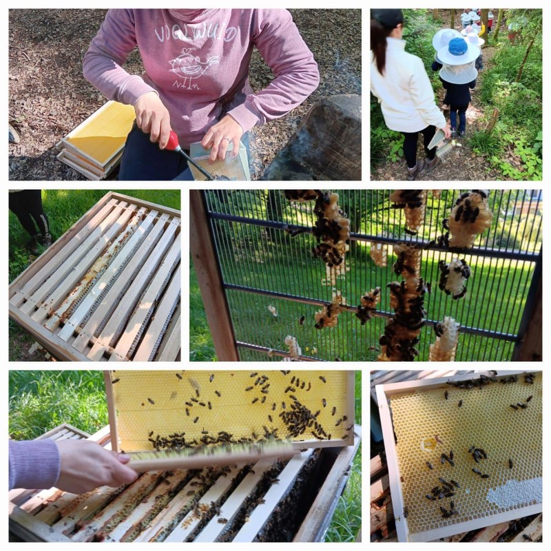 Die Waldfüchse prüfen die Honigvorraete