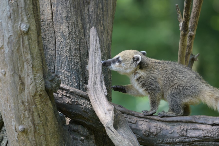 Nasenbär im Zoo Augsburg