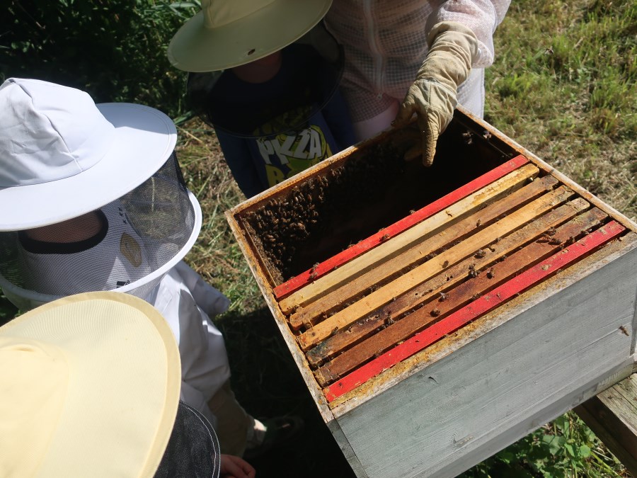 Die Kinder betrachten den geöffneten Bienenstock und die Waben.