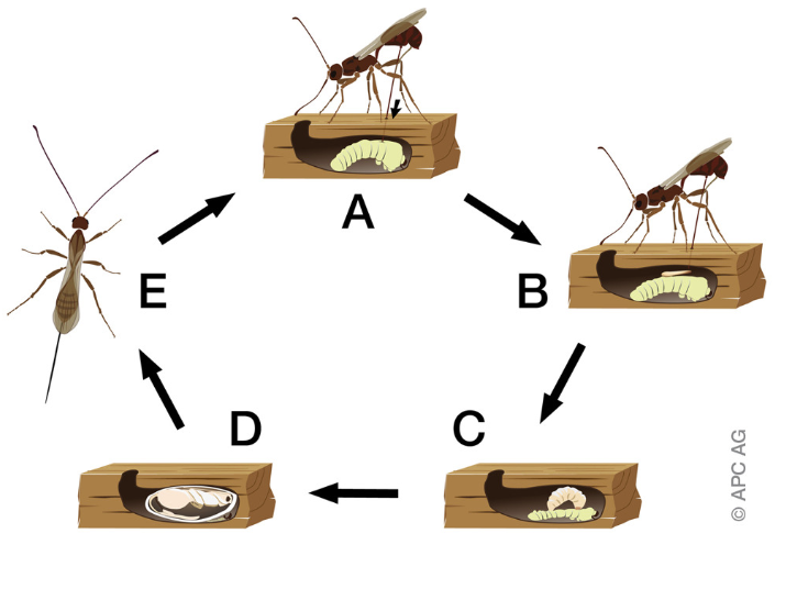 Schädlingsbekämpfung