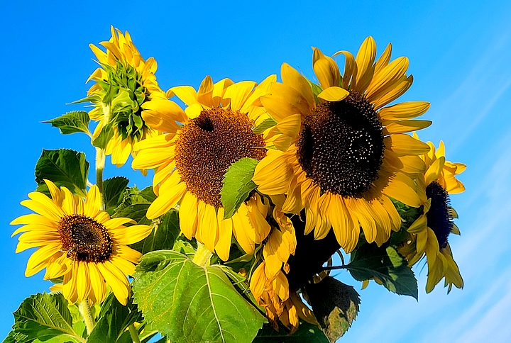 Sonnenblumen in Babensham
