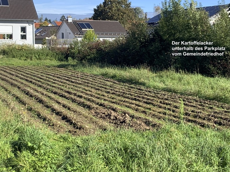 Kartoffelanbau