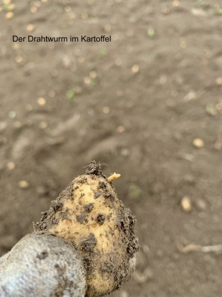 Kartoffelanbau