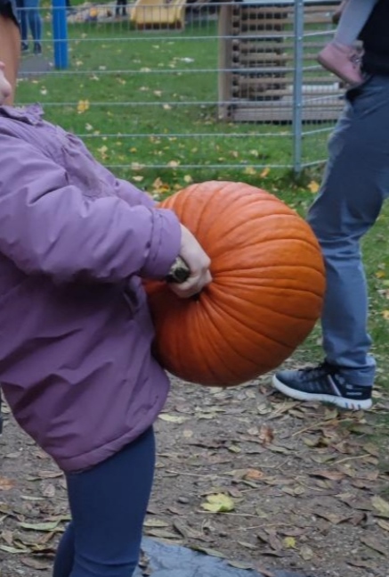 Ein Kind hebt den schweren Kürbis hoch und versucht das Gewicht einzuschätzen.