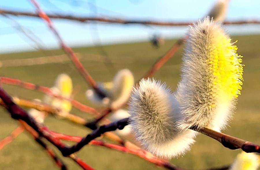 Frühlingserwachen in Babensham