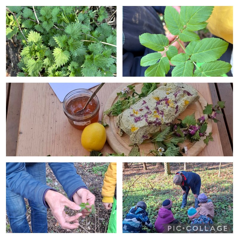 Die Waldfüchse machen eine Wildkräuterwanderung.