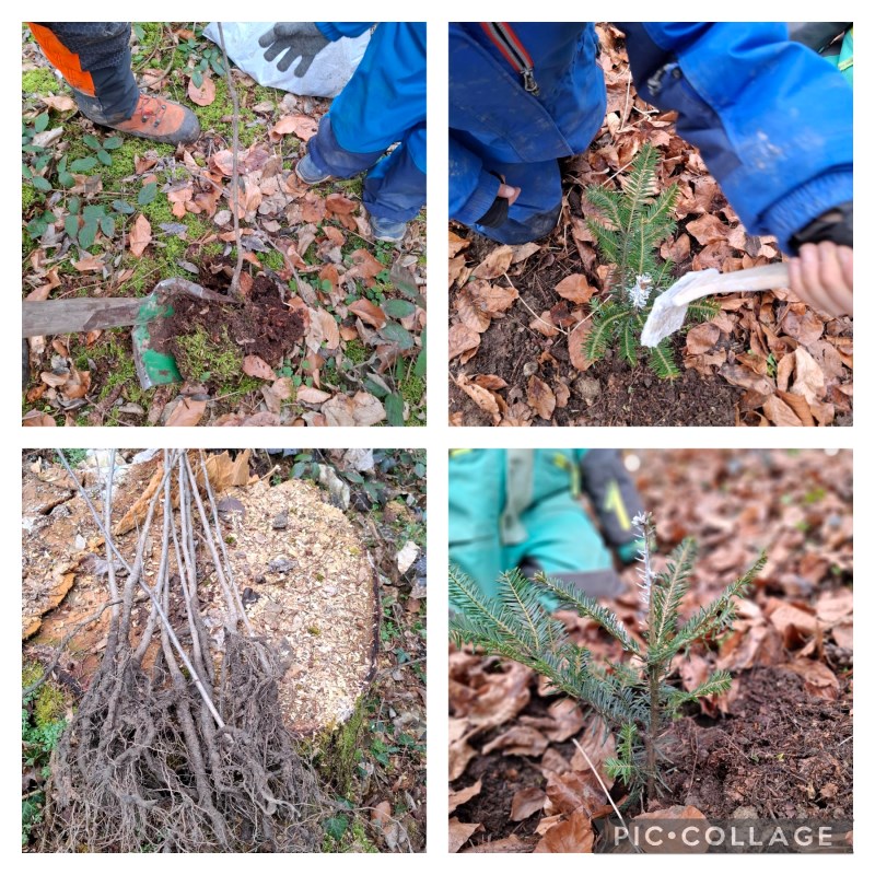 Die Waldfüchse pflanzen 80 Bäume auf dem Klinikgelände.