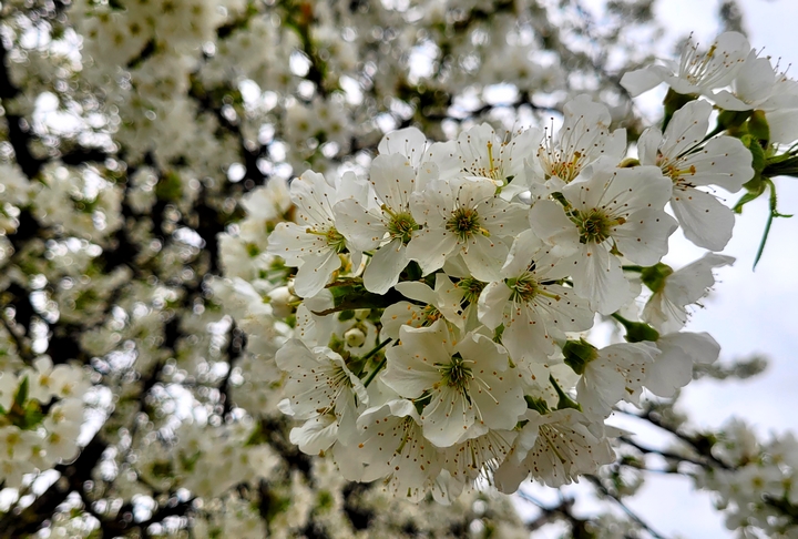 Baumblüte Babensham