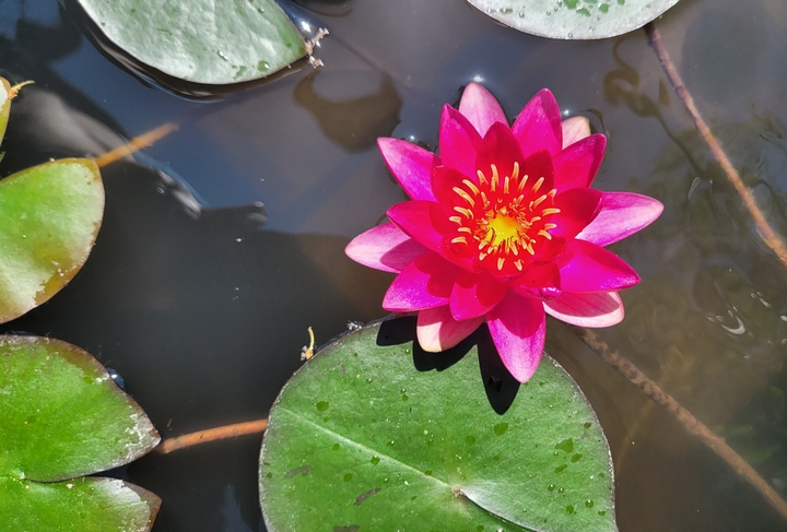 Teichrose in Babensham