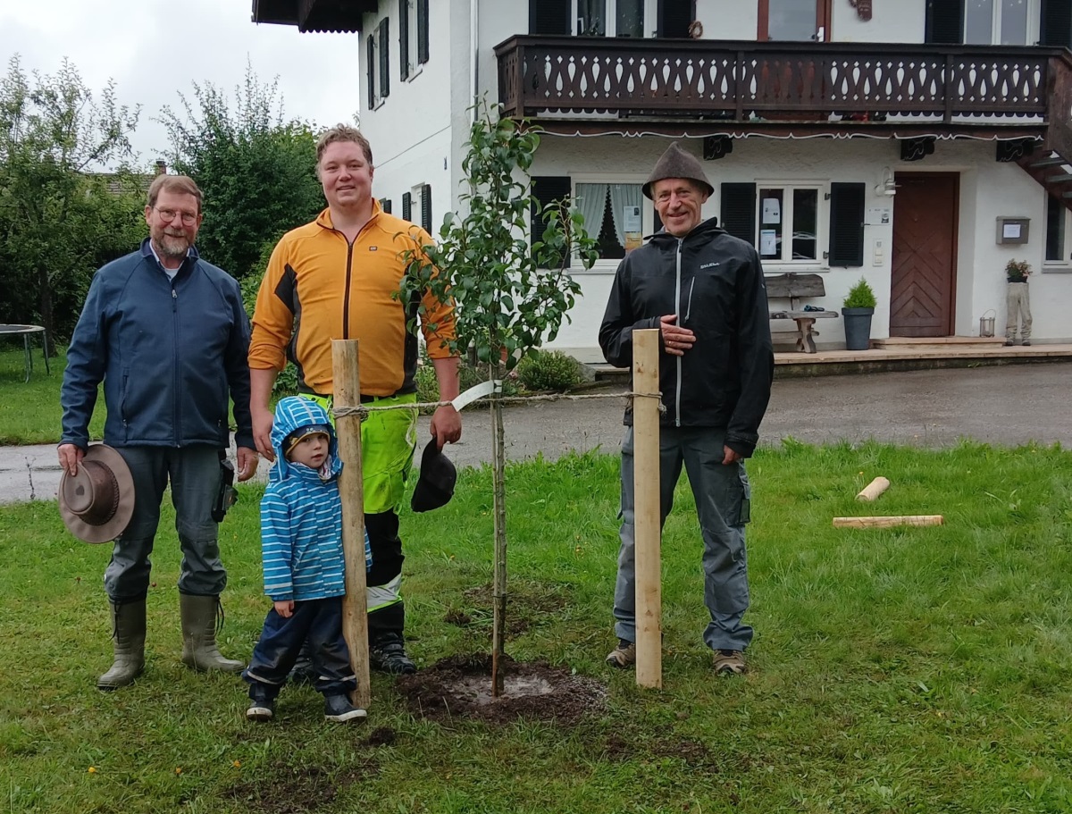 Birnbaum Pflanzung