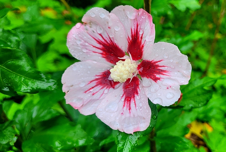 Hibiskus