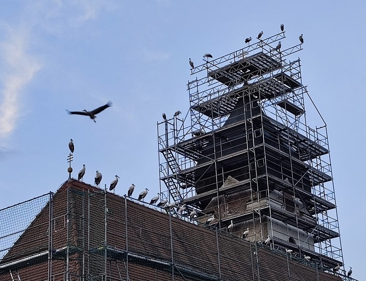 Störche auf dem Gerüst