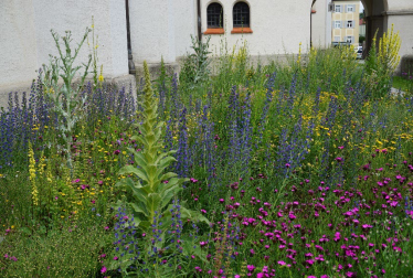 Rasenflächen_Maria Schutz Pasing