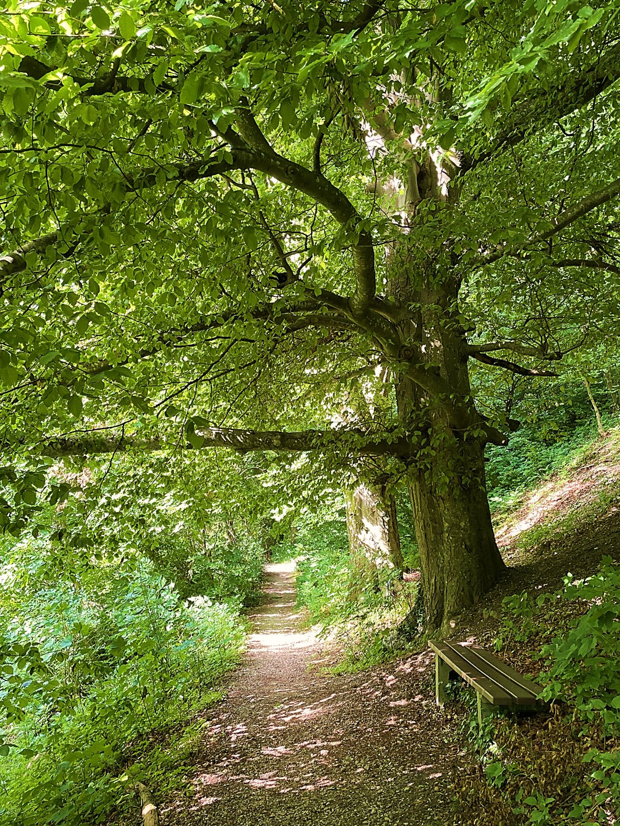 Weg<br/>Adventskalender