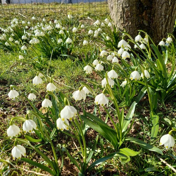 Frühling