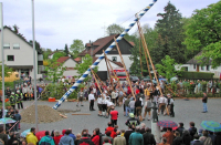 Maibaum wird aufgestellt