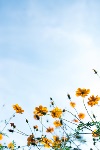 Sommerhimmel mit Blumen