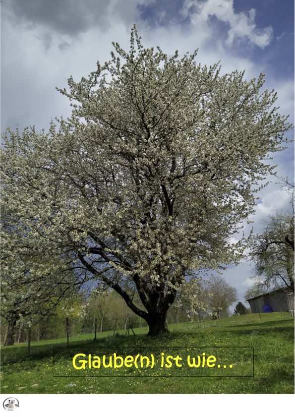 Kirschbaum - Blüte2 - Plakat 2026_1_Frühjahr