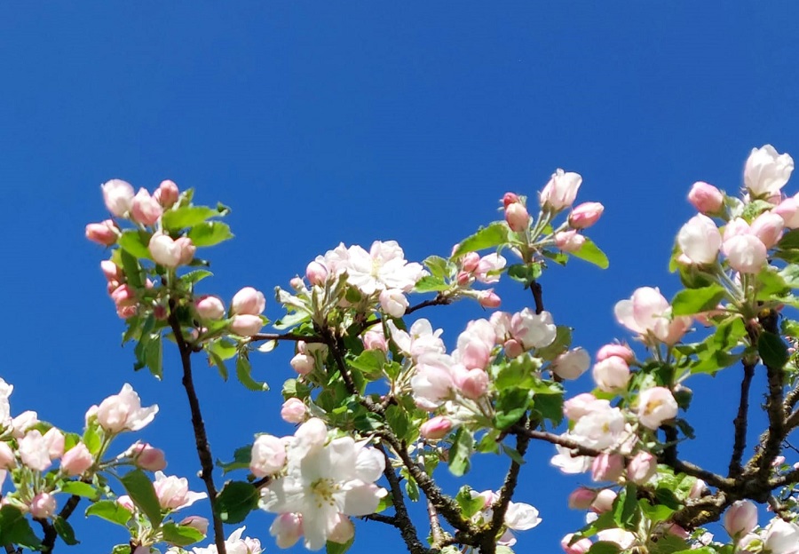 Apfelblüte 2026